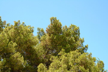 Trunks of pine trees illuminated by sunlight in a green coniferous pine forest in summer © Sanja