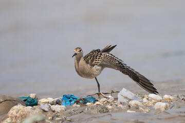 Ruff (Philomachus pugnax) wading in shallow water, displaying striking plumage and elegant posture in a natural wetland habitat.