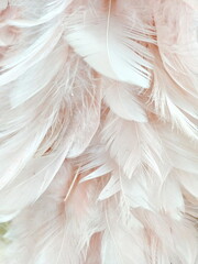 Soft white feathers background texture. Delicate white feathers form a seamless, fluffy texture suitable for peaceful backdrops