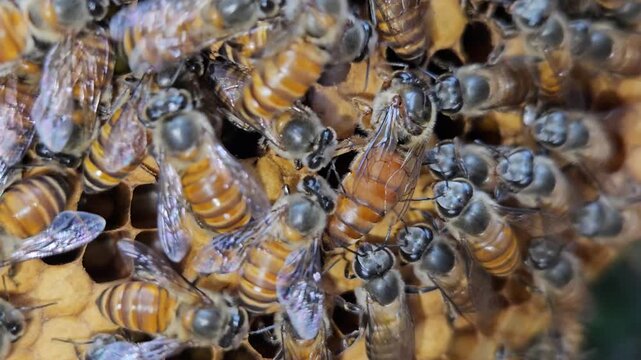Indian Honeybees( apis cerena indica) move across hexagonal honeycomb cells with queen bee, showcasing social insects, biodiversity, and the essential role of bees in ecosystems.
