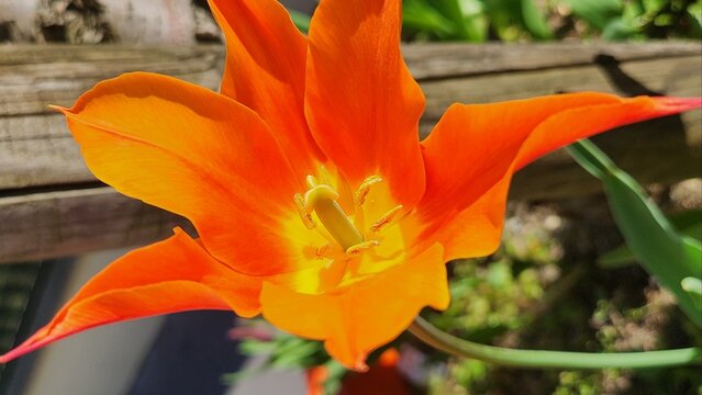 Tulipa praestans multiflowering tulip