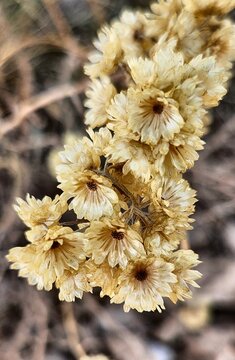 Helichrysum stoechas goldilocks