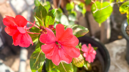Pink Impatiens Flower Blooming in Garden Natural Light