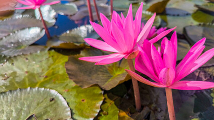 Pink Lotus Flowers Blooming in Pond Natural Light