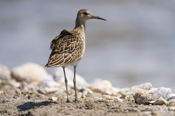 Ruff (Philomachus pugnax) wading in shallow water, displaying striking plumage and elegant posture in a natural wetland habitat.