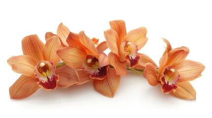 Orange orchid flowers on a white background. Floral background. Minimalistic background.
