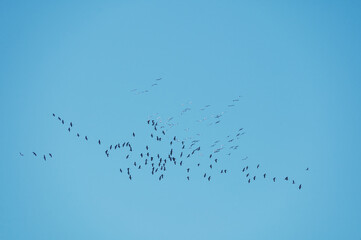 Obraz premium Flock of cranes flying in the sky