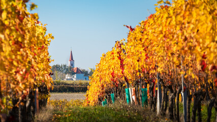 Vibrant autumn vineyard rows covered in frost and morning mist Distant church