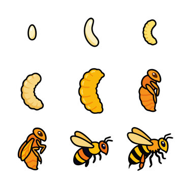 Honey bee life cycle vector illustration. Metamorphosis stages from egg, larva, pupa to adult insect. Cute cartoon educational diagram