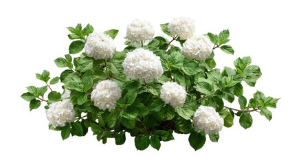 Bushy shrub with round clusters of white flowers and green leaves
