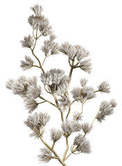 artistic photograph of a delicate white frosted plant branch with intricate details, perfect for winter themed designs and decorative elements.