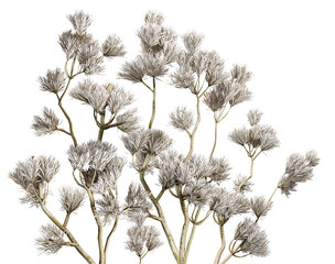 elegant photograph of a white frosted plant branch with detailed icy formations, suitable for winter themed designs and creating a serene atmosphere.