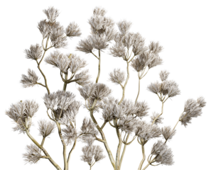 elegant photograph of a white frosted plant branch with detailed icy formations, suitable for winter themed designs and creating a serene atmosphere.