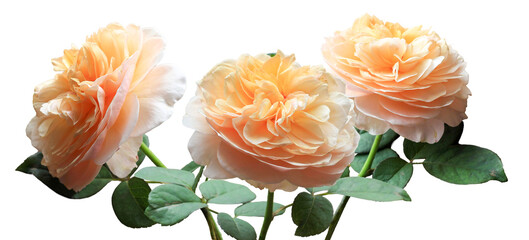 beautiful photograph of three apricot colored roses with ruffled petals and dark green leaves, creating a soft and romantic floral arrangement.
