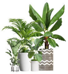 a captivating photograph showcases a diverse collection of lush green plants in stylish pots, perfect for botanical enthusiasts and interior design inspiration.