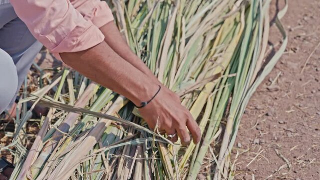 Close-up of farmer bundling animal fodder by hand on farmland