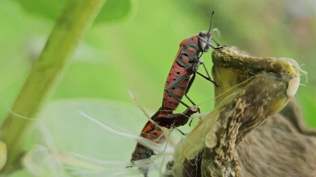 Macro close-up footage of two red cotton stainer bugs (Dysdercus species) mating on a seed pod in their natural habitat. The video highlights insect reproduction, mating behavior, biodiversity