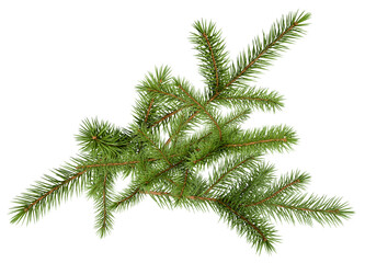 a top-down photograph capturing a vibrant green spruce tree branch, isolated against a black backdrop, perfect for design elements and holiday themes