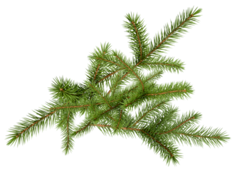 a top-down photograph capturing a vibrant green spruce tree branch, isolated against a black backdrop, perfect for design elements and holiday themes