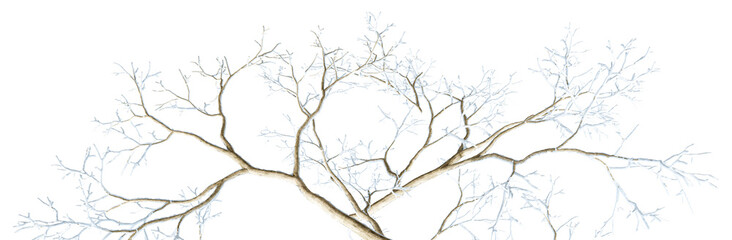 a detailed photograph showcasing the intricate branching pattern of a snow-covered tree against a stark black backdrop during the winter season.