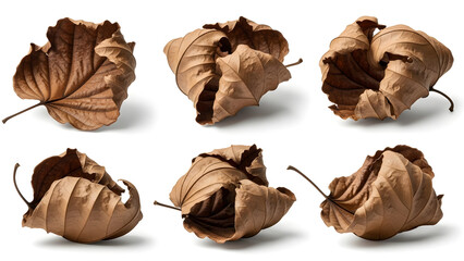 Collection of Dry Brown Leaves Isolated on White Background