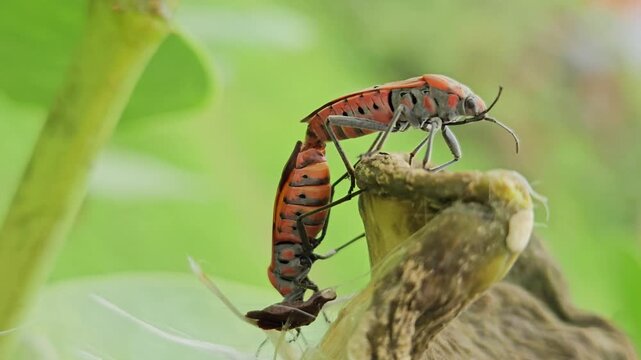 Macro close-up footage of two red cotton stainer bugs (Dysdercus species) mating on a seed pod in their natural habitat. The video highlights insect reproduction, mating behavior, biodiversity