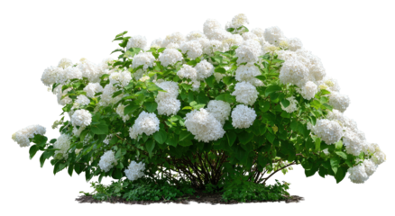 Lush Annabelle hydrangea shrub in full bloom, against black background