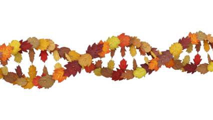 Autumn leaves forming D N A helix with water droplets