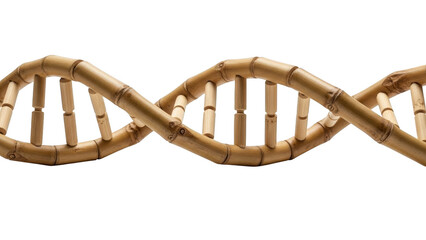 Bamboo D N A double helix structure on black background