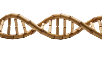 Bamboo D N A double helix structure on black background