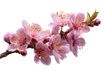 Blooming pink blossoms on a branch, contrasted against a dark background