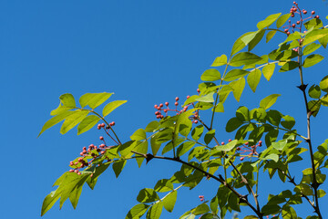 Bright green leaves and clusters of small red berries Prickly ash (Zanthoxylum americanum), or northern prickly-ash, suterberry, Sichuan pepper vividly against  blue sky. Nature concept for design