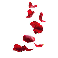 Fototapeta premium red rose petals