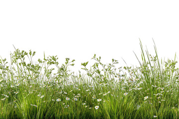 Field of white wildflowers and grass against stark black background