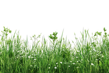 Verdant field, green grasses & tiny white flowers against black