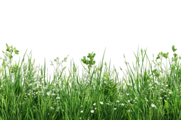 Verdant field, green grasses & tiny white flowers against black