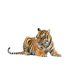 Tiger lying down with black background animal big cat