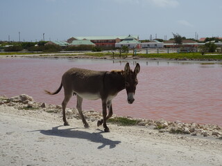 Donkey Pink Lake Grand Turk