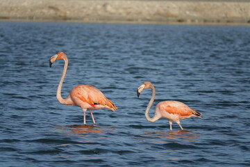 Pink Flamingos in Grand Turk, Turks and Caicos Islands, Caribbean © Aurora