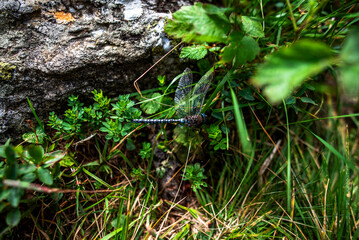 Obraz premium 2024 08 16 Pieve Tesino dragonfly 24.jpg