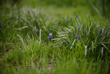 blooming muscari among the green grass