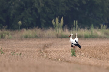 mattino nel campo di grano © alberto