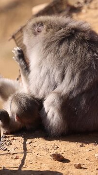 Japanese macaque resting on a riverside rock in profile, vertical wildlife footage of a snow monkey in its natural habitat in Japan