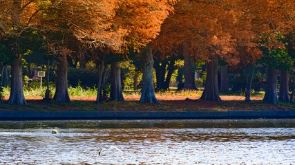 池の上を飛ぶゆりかもめ
