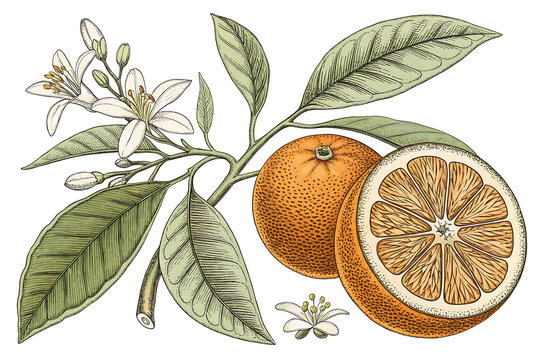 Citrus Orange Botanical Illustration