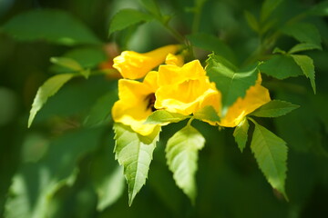 close-up photo of yellow flowers.