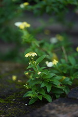 close-up photo of yellow flowers.