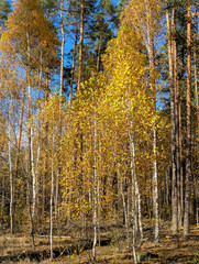 Fototapeta premium Close-up view of yellow birch leaves illuminated by warm autumn sunlight. The golden foliage shimmers gently in the breeze, capturing the essence of fall and the natural beauty of seasonal change