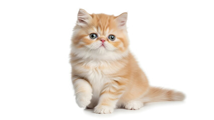Obraz premium Cute Persian Kitten Isolated on White