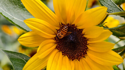 Macro shot of a honeybee collecting nectar from the center of a vibrant yellow sunflower, featuring a soft, blurred green natural background and bright summer sunlight